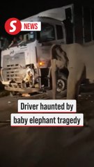 Lorry driver haunted by baby elephant accident
