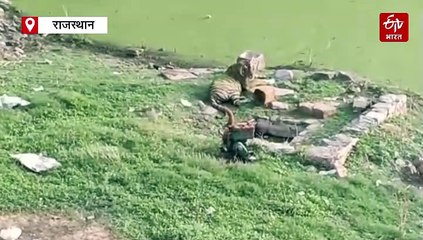 रणथंभौर दुर्ग में फिर से टाइगर और शावकों का मूवमेंट, श्रद्धालुओं के लिए मार्ग बंद