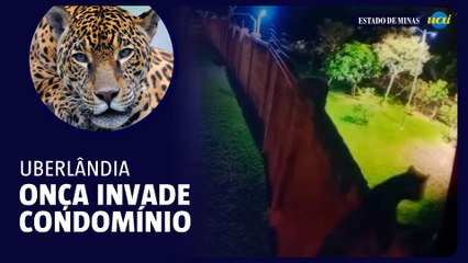 Onça Selvagem Invade Condomínio em Uberlândia 🐆