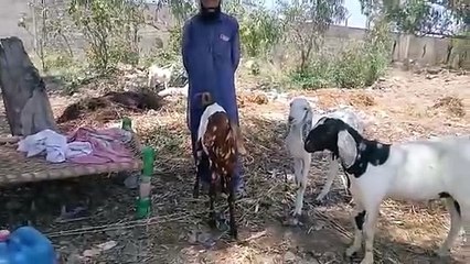 Sasty Bakry/Chakbeli Morh Mandi/Rawat Mandi/Beetal Bakry/Tedy Bakry/Healthy Goats/Qurbani Bakry