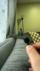 Parrot Says “Hi Babe, Yum Yum Yum” at Microphone – Papagal Vorbitor Super Haios! 🦜🎤