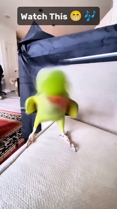 Funny Talking Parrot Says “Kuki Kuki” – Papagal Vorbitor Haios! 🦜😂