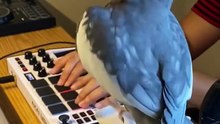 Parrot DJ Spinning Beats – Papagal DJ adevărat care mixează muzică! 🦜🎧🎶
