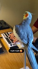 Parrot DJ Spinning Beats – Papagal DJ adevărat care mixează muzică! 🦜🎧🎶