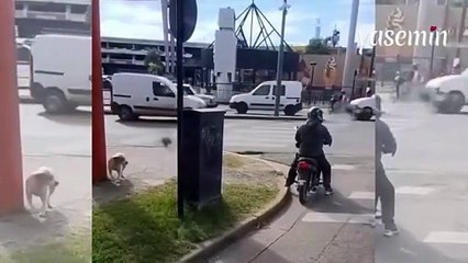 Bir anda motorun arkasına atlayan köpek böyle kaydedildi!