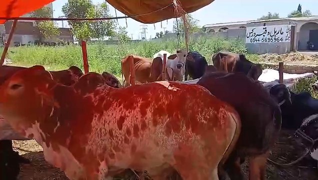 Chakbeli Morh Mandi/Rawat Mandi/Cholistani Bulls/Sahiwal Cross Bulls/Desi Bulls/Qurbani Bulls