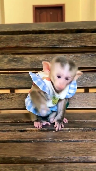 HAPPINESS Found with Kind Humans for This Adorable Monkey!