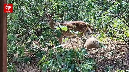 ہرنوں کو جھلسا دینے والی گرمی سے حفاظت کے لیے خصوصی انتظامات