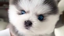 Blue-eyed puppy melts hearts! 💙 / Cățeluș cu ochi albaștri, o dulceață! 🐶💙