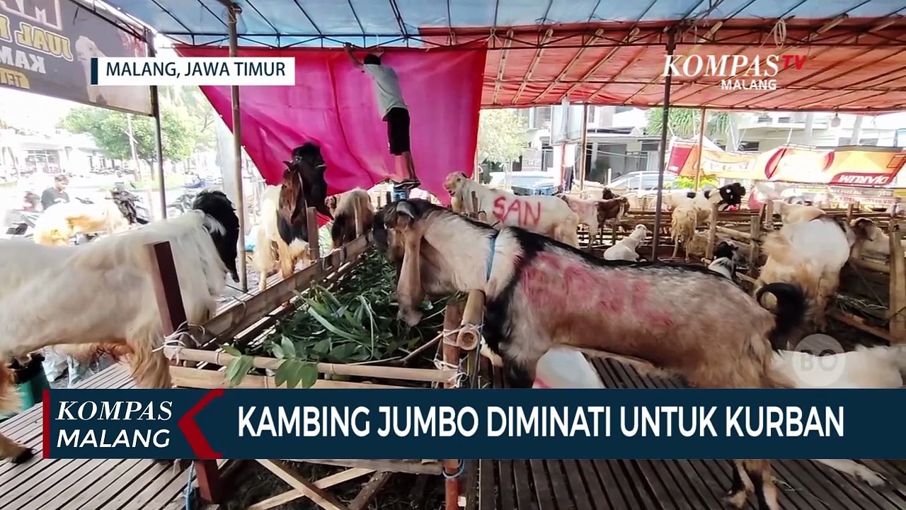 Kambing Kurban Ukuran Jumbo Diminati untuk Idul Adha