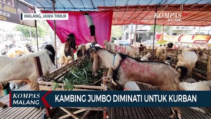 Kambing Kurban Ukuran Jumbo Diminati untuk Idul Adha