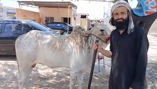 Qurbani Bulls/Healthy Animals/Chakbeli Road/Rawat Mandi/Near Bagga Sheikhan/Cholistani Bulls/Desi