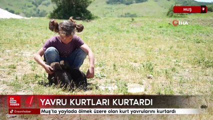 Muş’ta çoban kardeşler ölmek üzere olan kurt yavrularını kurtardı