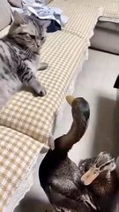 Cat vs Duck – Who Will Win This Funny Battle? 😹🦆 / Pisica vs Rata – Cine câștigă? 😹🦆
