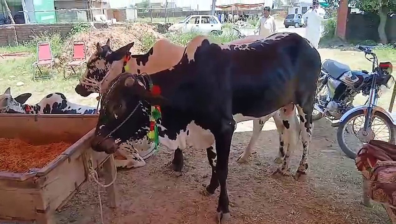 Cholistani Bulls/Desi Bulls/Rawat Mandi/Bagga Sheikhan/Chakbeli Road/Low Price Bulls/Starts from 180