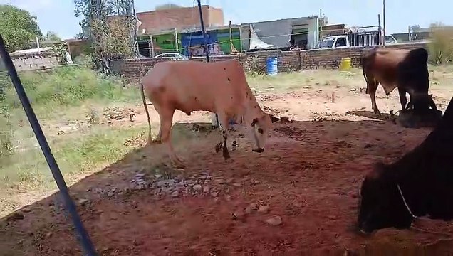 Cholistani Bulls/Desi Bulls/Rawat Mandi/Bagga Sheikhan/Chakbeli Road/Low Price Bulls/Starts from 2