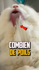 LES POILS QU’UN CHAT AVALE DANS SA VIE ! 😳