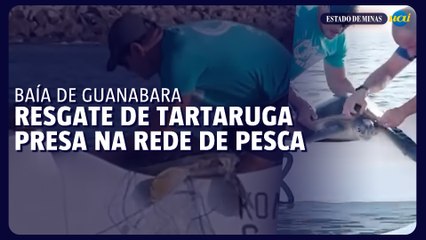 Resgate de tartaruga presa em rede de pesca na Baía de Guanabara