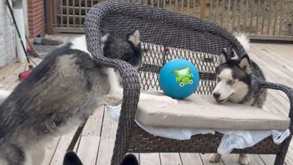 Porch turns into chaos zone as playful Huskies take over and flex their craziness