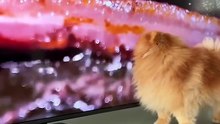 Dog Tries to Eat Grilled Meat From the TV 😂 / Câinele linge ecranul la friptură
