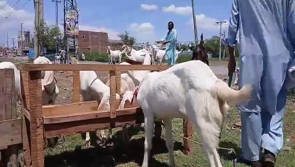 Rajanpuri Goats/Ablak Goats/Khassi Goats/Near Rawat/Chakbeli Road/Bagga Sheikhan/Reasonable Price