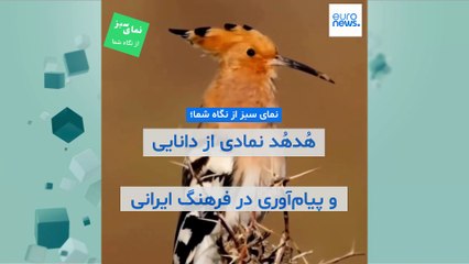 نمای سبز از نگاه شما؛ هُدهُد نمادی از دانایی و پیام‌آوری‌ در فرهنگ ایرانی