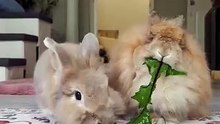 Adorable Bunnies Eating Together 🐰 | Iepurași drăgălași care mănâncă împreună 💕