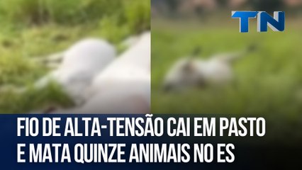 Fio de alta-tensão cai em pasto e mata quinze animais no ES