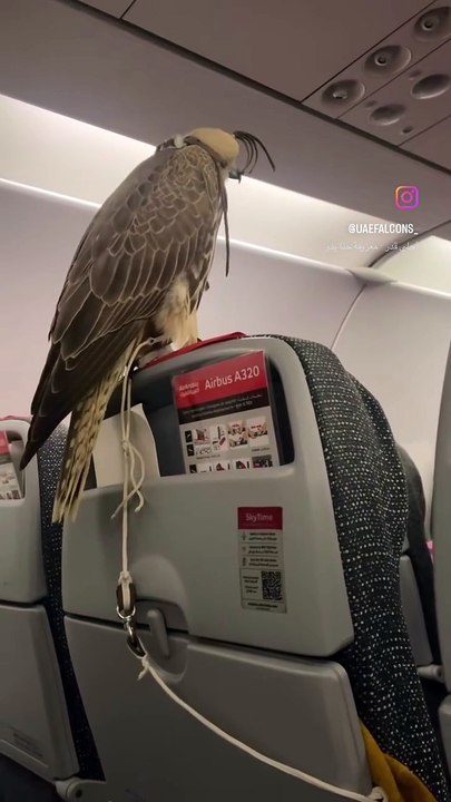 Video: UAE falcons with passports, on plane seats? Inside world of falconer