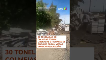 Caminhão tomba e 14 milhões de abelhas fogem nos EUA; veja #shorts