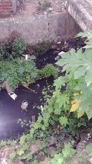 Moradores cobram limpeza do canal do Morro, que apresenta sujeira, água poluída e proliferação de mosquitos