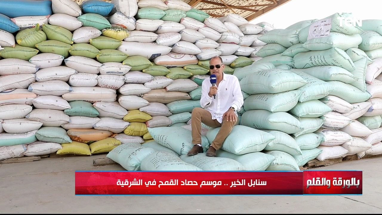 من داخل حقول القمح بالشرقية..الديهي: القمح المصري من أنقى أقماح العالم ويناظر القمح الأمريكي
