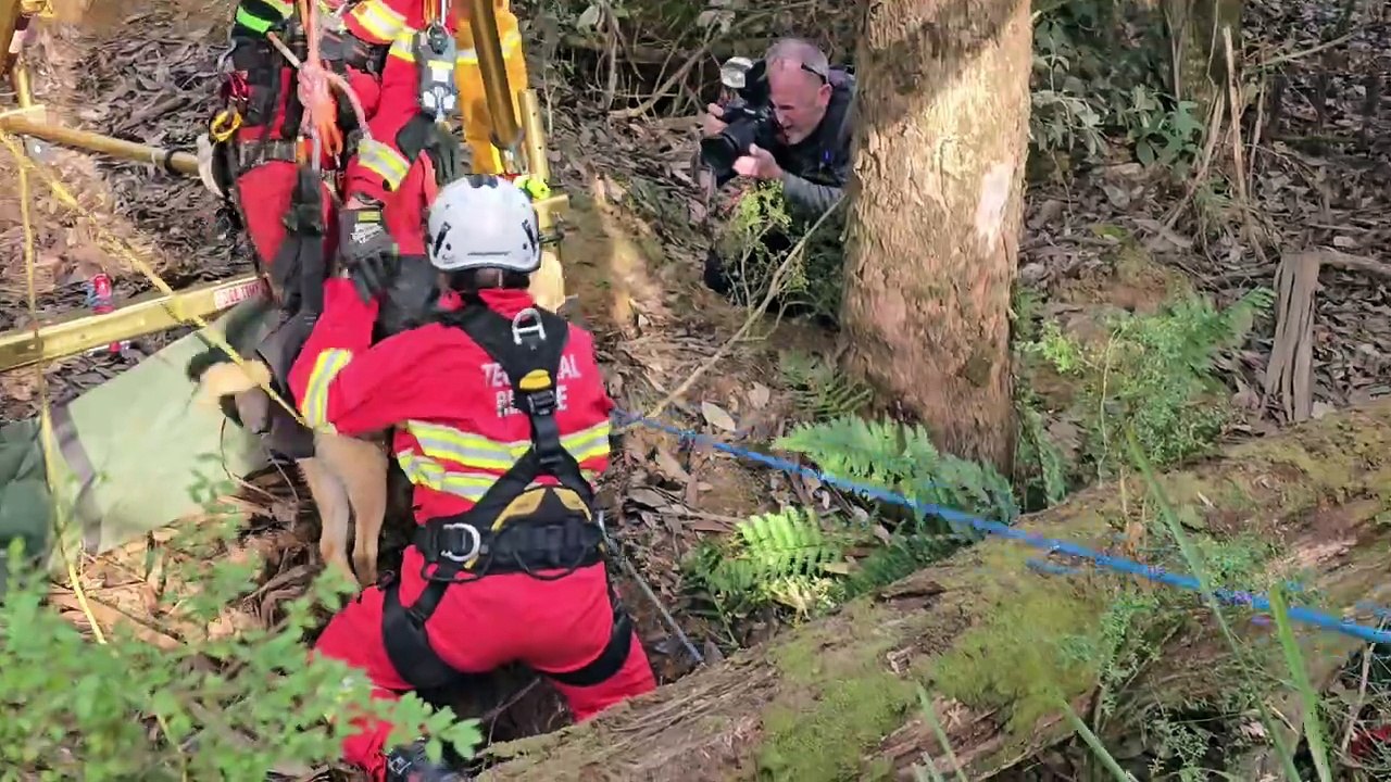 Trentham Fire Brigade and CFA's Oscar 1 rescue team safely rescued a dog from a mine shaft. Footage by Ethan Brown, Trentham Fire Brigade