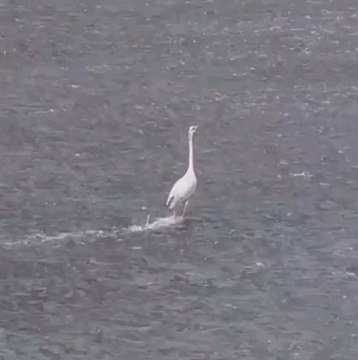 #chill #stork #crane #heron #sn2sg #bird #sunnight #surf #sunnightmusic #wildanimals #sunnightpop #thedaysstillyoung #water #relaxing #summer #watersport #animal #enjoylife #hobby #aquadulu #healingjourney #free #letitgo #zen #paradise #nostalgia #budha