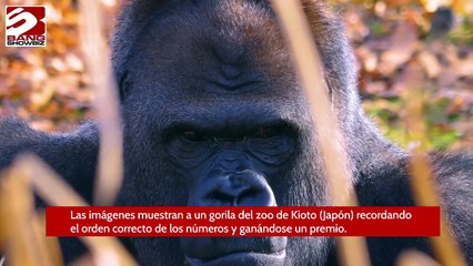 Gorilas aprenden a pedir comida en una tableta