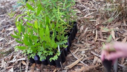 Farmers plant riparian landscape in bid to save Victoria's Hopkins River