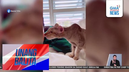 Singing collab ni Dennis Trillo at kaniyang alagang pusa, ikinatuwa ng netizens | Unang Balita