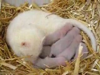 furetons de Cerise à J+10