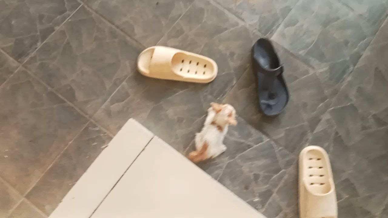 Gara Gara Percobaan Incaran Diluar Anak Kucing Happy