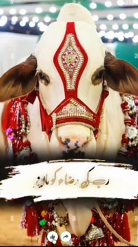 نبی کریم ﷺ کی سنتِ مبارکہ ہے کہ آپ ﷺ اپنی طرف سے قربانی کے ساتھ امت کی طرف سے بھی قربانی کرتے تھے۔ اگر ہم استطاعت رکھتے ہوں تو ہمیں بھی چاہیے کہ اپنی واجب قربانی کے ساتھ نبی کریم ﷺ کی طرف سے بھی قربانی کریں۔ یہ ایک محبت بھرا عمل ہے جو سنتِ رسول ﷺ کی پیروی