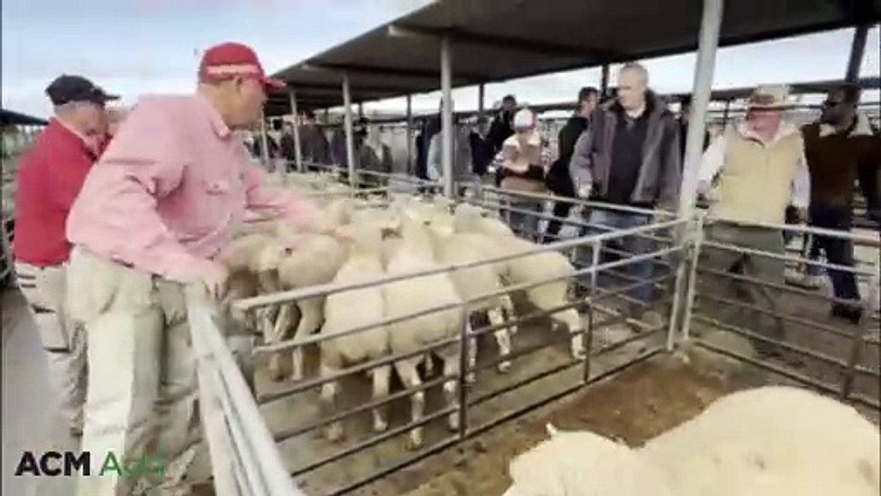 Dublin saleyards lambs hit a local record, June 3 2025