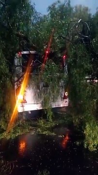 Cae rama sobre autobús en la Calzada Ignacio Zaragoza