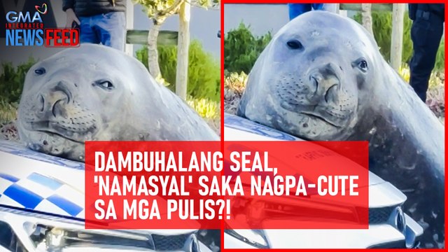 Dambuhalang seal, 'namasyal' saka nagpa-cute sa mga pulis?! | GMA Integrated Newsfeed