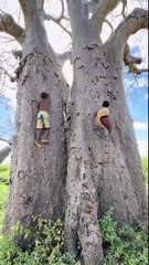 Hadzabe Tribe bushmen are very experienced climbers as it is part of their lifestyle to live near and climb big baobab trees