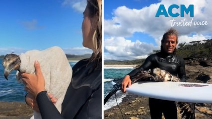 Surfers rescue a struggling sea eagle in the water
