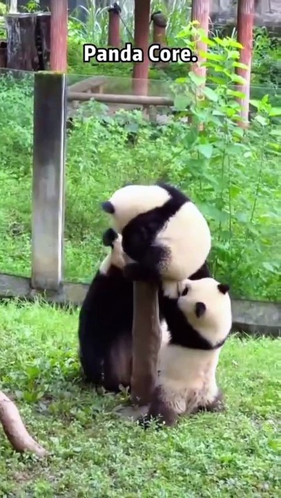 Siblings pandas new viral funny video 😂📸 panda viral video 📸 #shorts #shortvideos #viralvideos #viralshorts #funny #funnyvideos #comedy #naimals #love #care #panda