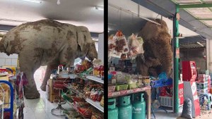 泰國大象闖入商店偷吃零食　搞笑影片瘋傳網路