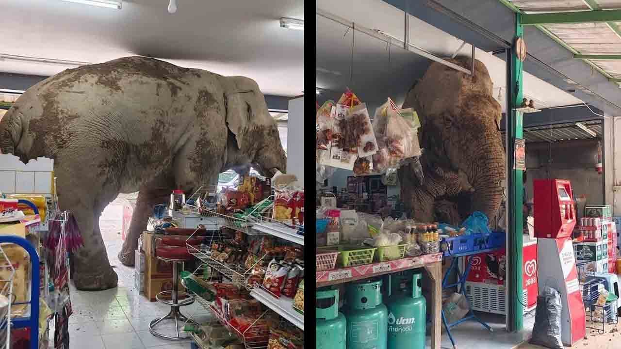 Viral video: Thailändsk elefant invaderar butik och äter snacks – nätet skrattar