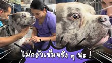 หมาน้อยทำเก๋า… แอบกลัวเข็มแต่เก็บทรง !