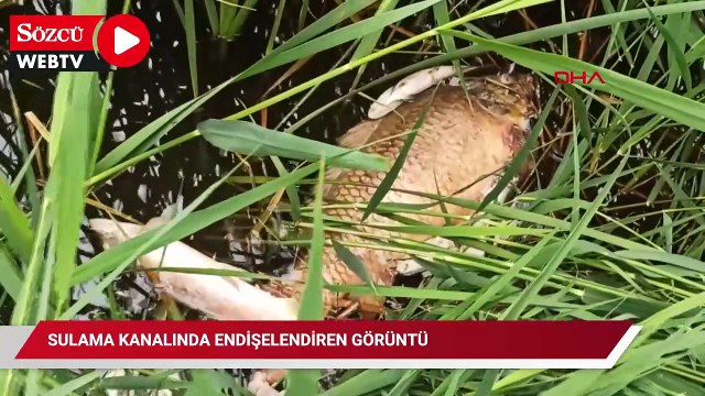 Sulama kanalında endişelendiren görüntü: Toplu balık ölümlerine inceleme